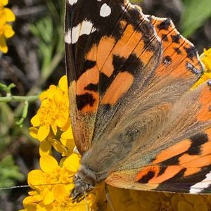 Meet your Posher, Rosalina